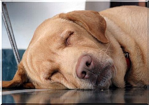 Resting postures: how does your dog sleep?