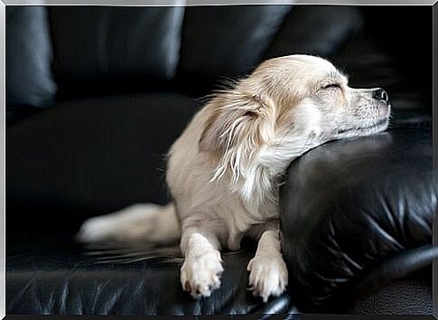 chihuahua sleeps on black leather sofa