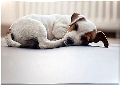 jack russel sleeps curled up 