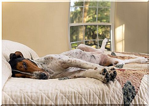 dog sleeping on the bed