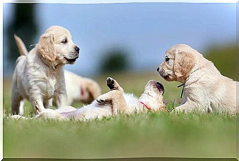 golden retriever puppies playing on the lawn