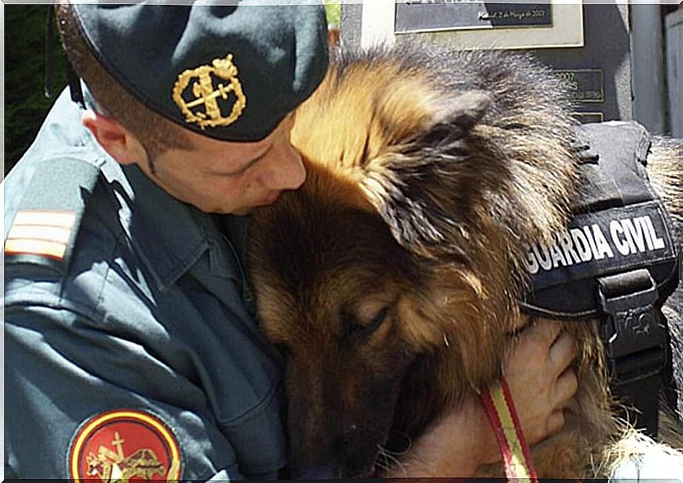 Retired police dogs, Mexico offers them up for adoption