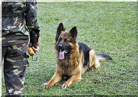 Retired police dogs, Mexico offers them up for adoption