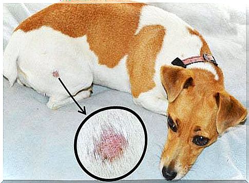 Dog with ringworm