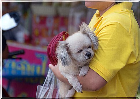 Raids against the illegal animal trade in Venezuela