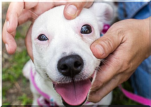 dog-with-fear-of-dogs