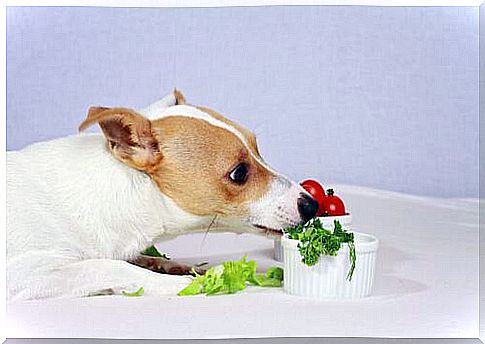 Salad recipes for dogs: a few options