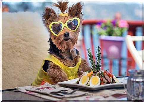 Dog with glasses eating salad at the table 