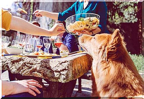 Dog at the table with people 