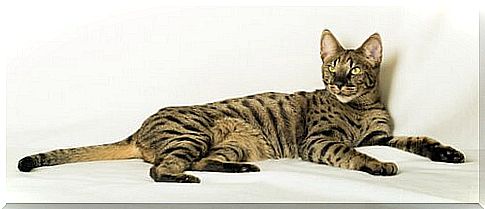 an adult Savannah cat lying down