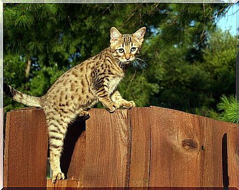 a Gato Savannah climbing a fence