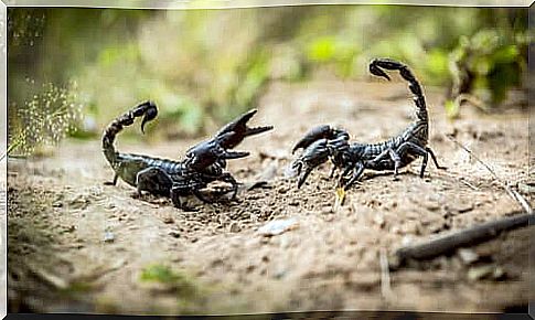 The scorpions: 8 curious facts to know