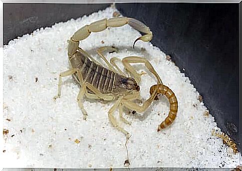 Scorpio eating an earthworm