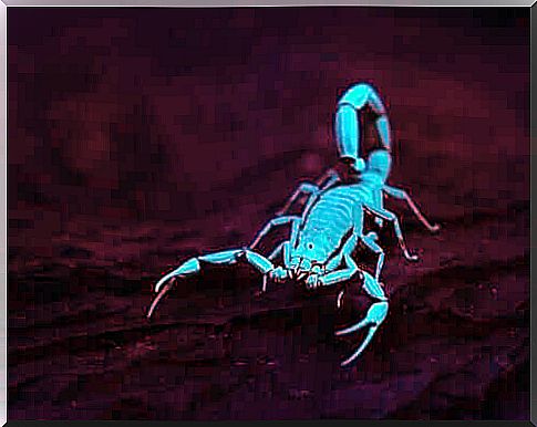 Scorpions and fluorescence