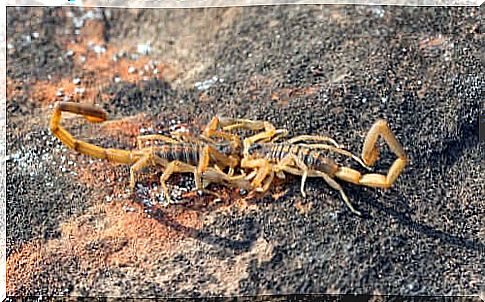 Mating between scorpions