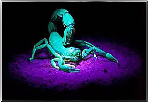 Scorpions glow in the dark: what science says