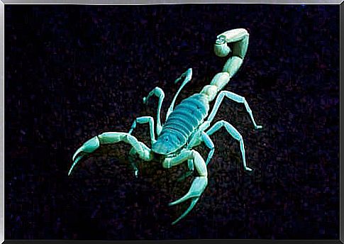 The fluorescence of the scorpion.