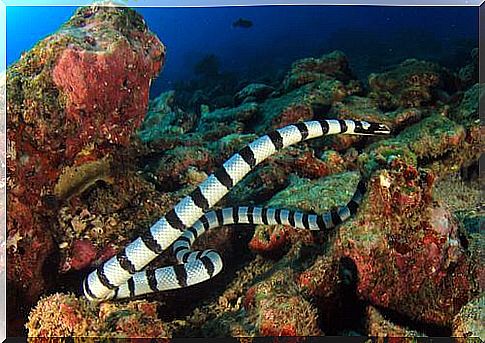 Sea snakes: how are they classified?