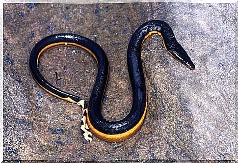 Hydrophilic snake.