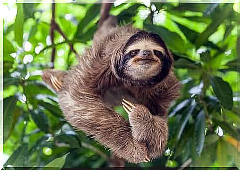 sloth