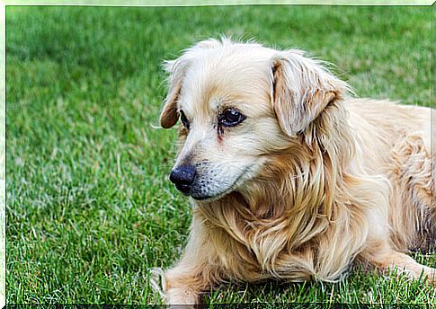 senior dog on the lawn