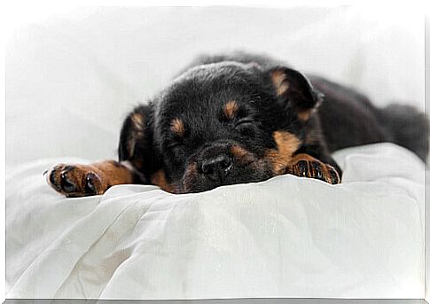 Sleep and rest improve the health of cats and dogs