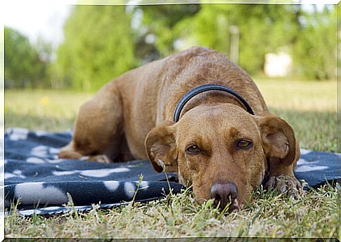 Sleep and rest improve the health of cats and dogs