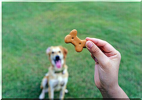 biscuit-dog