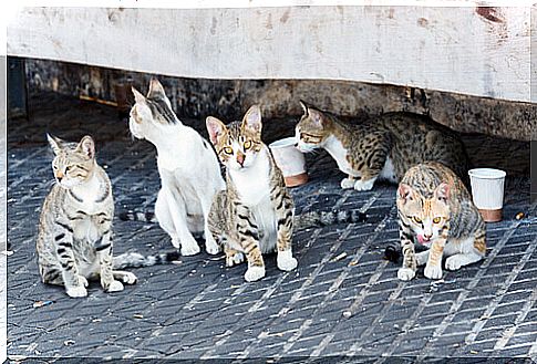 stray cats on the street