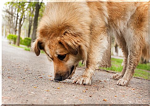 dog sniffs the ground