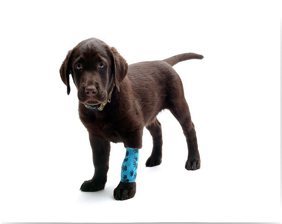 A specific case of sprain in dogs.