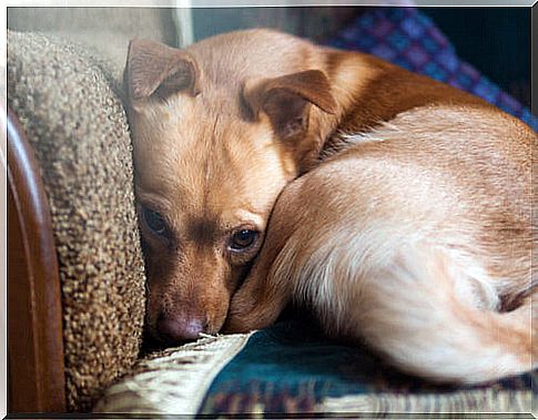 One study reveals that over 72% of dogs suffer from anxiety