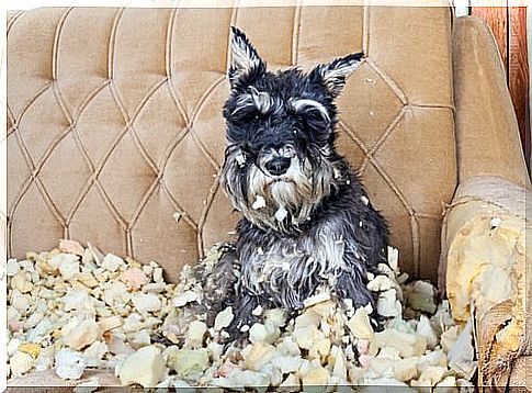 a dog that destroyed a sofa