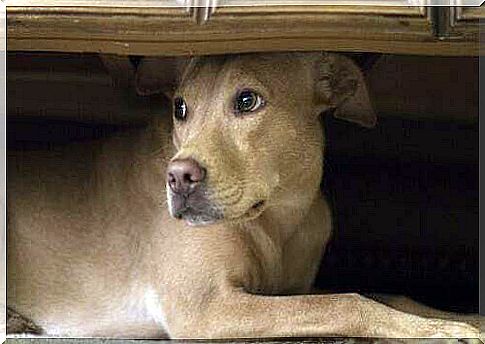 Scared dog hides under a piece of furniture.