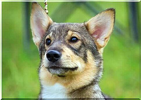 Swedish Vallhund: A beautiful dog of Swedish origin