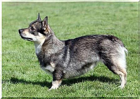 Swedish Vallhund in a meadow.