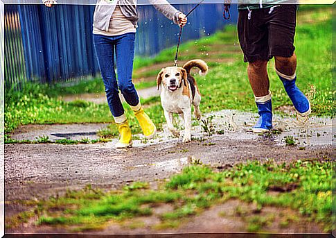 Taking care of the dog on rainy days