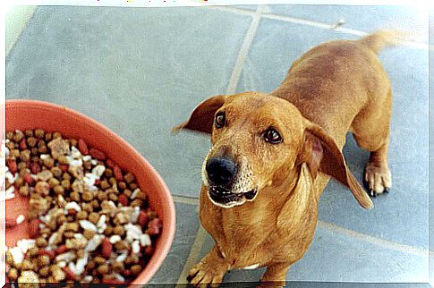 dog-bowl-with-food