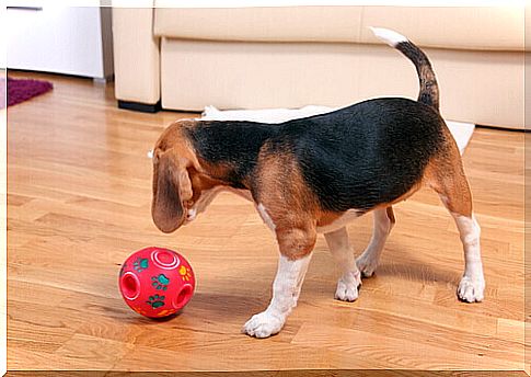 Beagle plays with the ball on the parquet