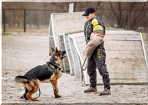 Trainer with a wolf dog outdoors