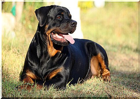 a rottweiler lying in the countryside