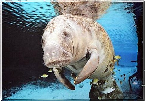 The 4 species of manatees