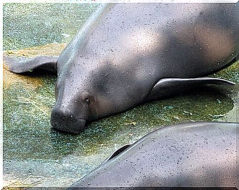 Manatees of the Amazon