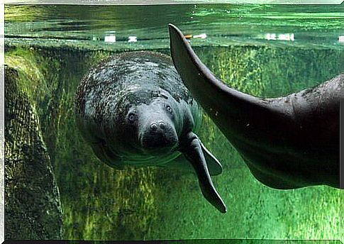 African manatee