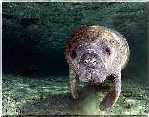 Caribbean manatee