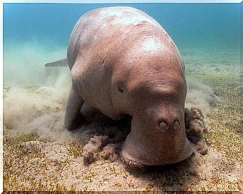 Dugong among manatee species