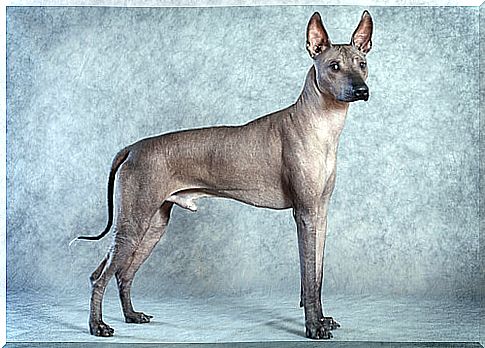 The 5 naked dog breeds