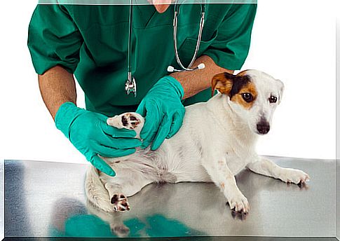 The 8 most common diseases in dogs