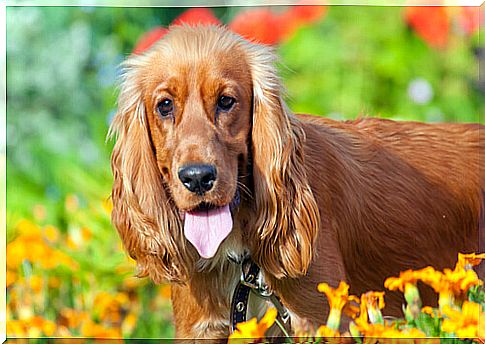 a cocker among the flowers