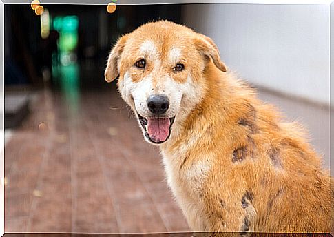 a dog sick with scabies